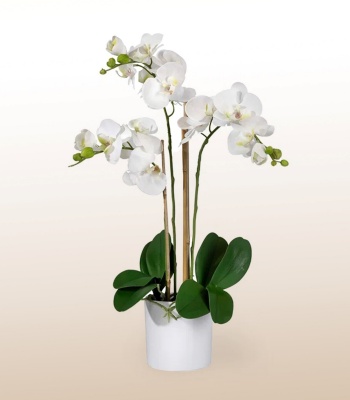 White Phalaenopsis Orchid Plant - Two Stems