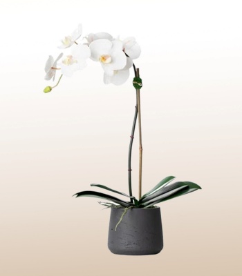 White Phalaenopsis Orchids