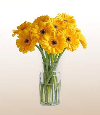 Yellow Gerberas in Glass Vase