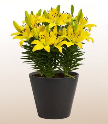 Yellow Lily Plant