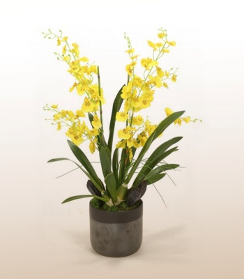 Yellow Orchid Plant