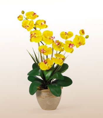 Yellow Phalaenopsis Orchid Plant - Two Stems