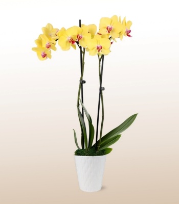 Yellow Phalaenopsis Orchid Plant