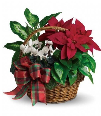 Poinsettia Flower Basket