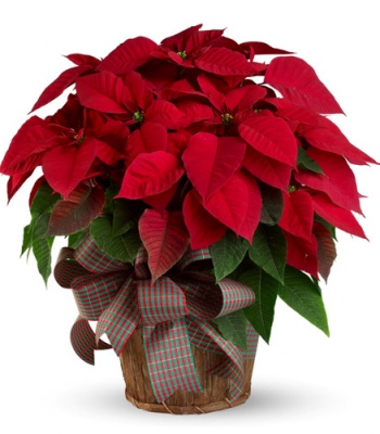 Poinsettia Plant - Large