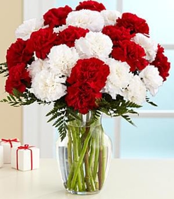 Red and White Carnations - 24 Stems