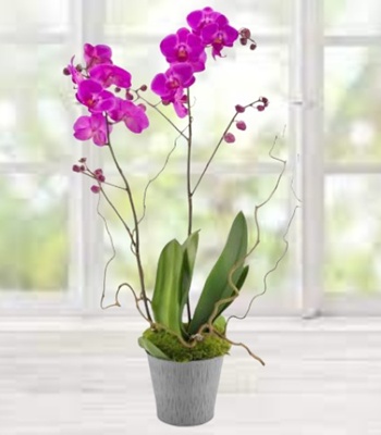 Phalaenopsis Orchid Plant