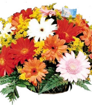 Assorted Gerberas