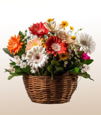 Dozen Mix Gerbera Flowers