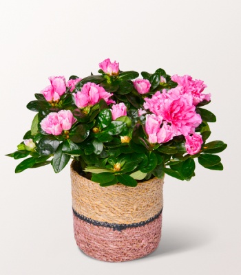 Azalea Flower Basket