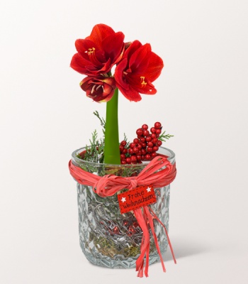 Christmas Arrangement with Red Amaryllis