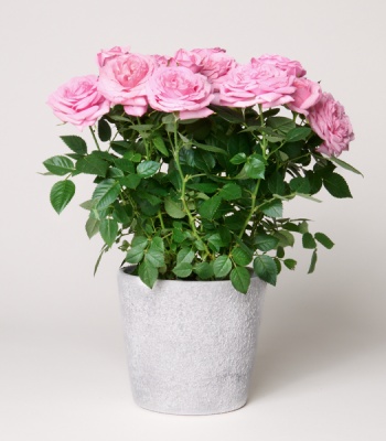 Light Pink Rose in Pot