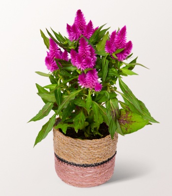 Lilac Celosia Plant