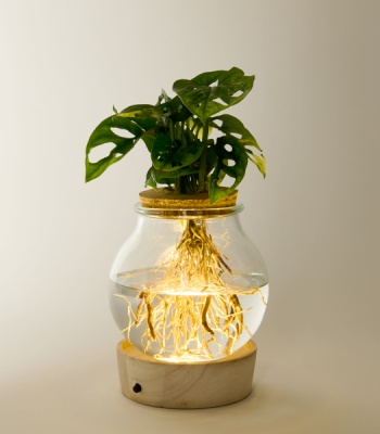 Monstera Water Plant with LED Light