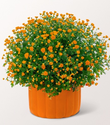 Orange Chrysanthemum in Pumpkin Pot