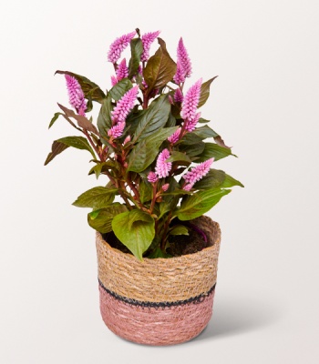 Pink Celosia Plant