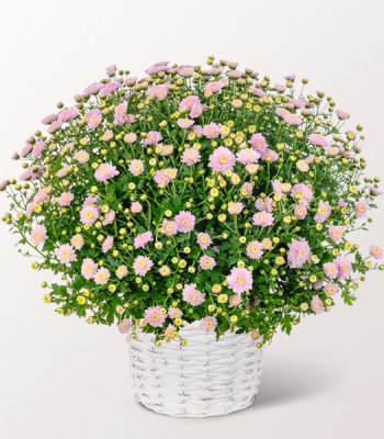 Pink Chrysanthemum in Basket