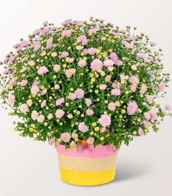 Pink Chrysanthemums in A Sea Grass Basket