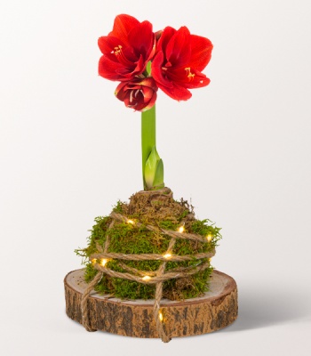 Red Amaryllis Flower Arrangement