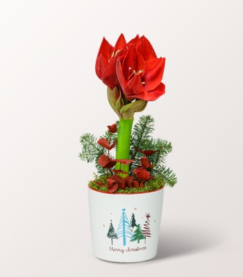 Red Amaryllis in Pot