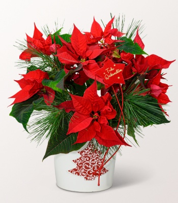 Red Poinsettia in Pot