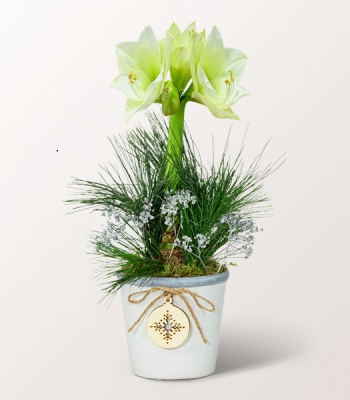 White Amaryllis in Pot