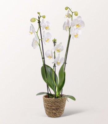 White Orchid Basket