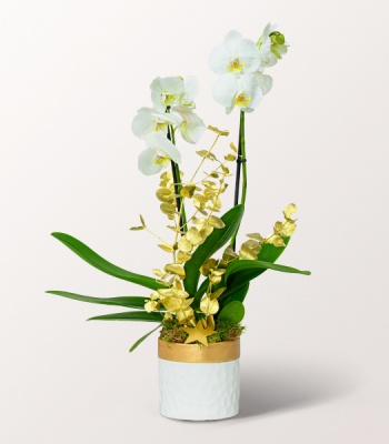 White Orchid in Pot