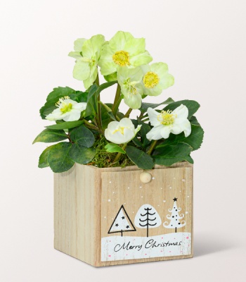 White Snow Rose in A Wooden Box