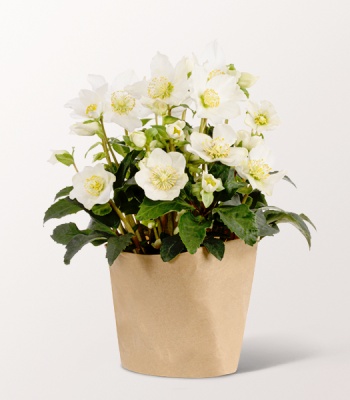 White Snow Roses in Paper Bag