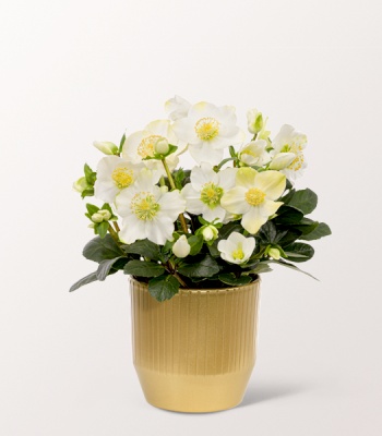 White Snow Roses in Pot