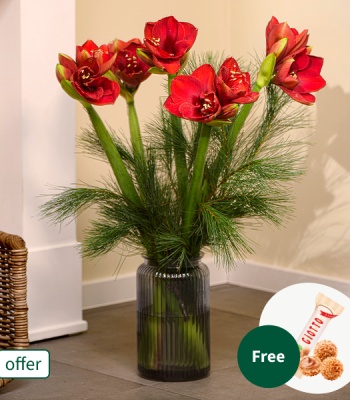 Amaryllis Bunch with Ferrero Giotto