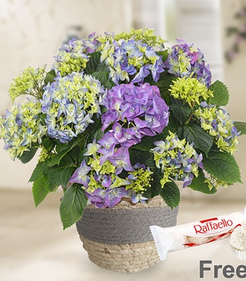 Blue Hydrangea in Seagrass Basket