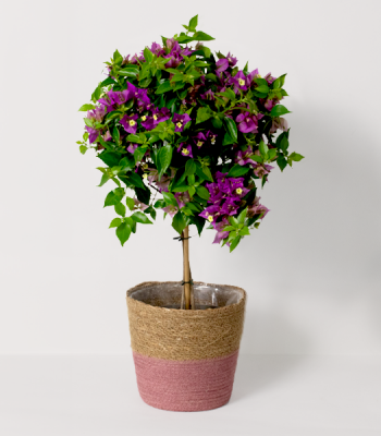 Bougainvillea Plant