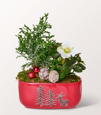 Christmas Arrangement in Sweet Pot