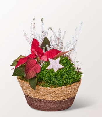 Christmas Basket - Poinsettia, Calluna and Hebe