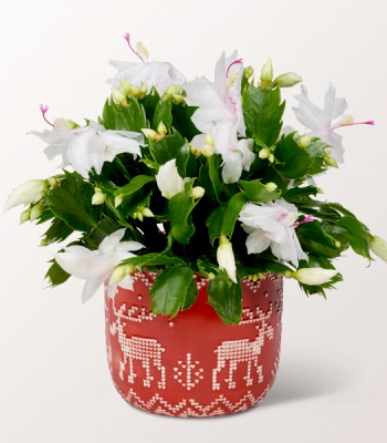 Christmas Cactus in Winter Pot