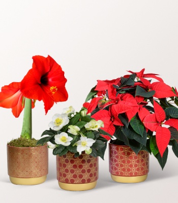 Christmas Plants - Poinsettia Amaryllis and Rose