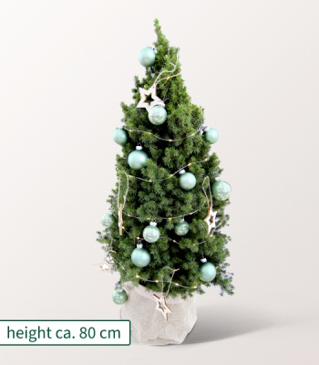 Christmas Tree with X-Mas Lights - forest Fairy Tale