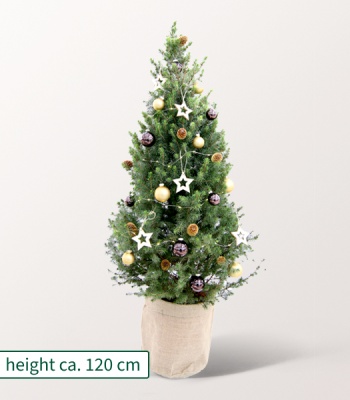 Christmas Tree with X-Mas Lights ? Gold Shimmer