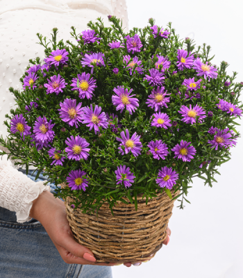 Cushion Aster In Wicker Basket