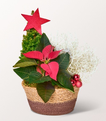 Cypress Tree with Red Poinsettia