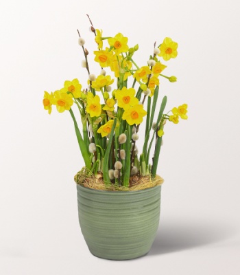 Daffodil Flower Arrangement