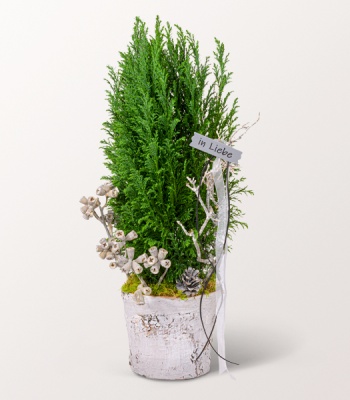 Evergreen Tree in Birch Wood Container