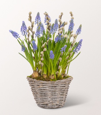 Grape Hyacinths In Basket