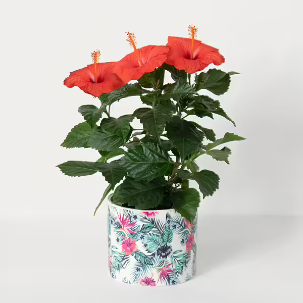 Hibiscus In Ceramic Pot