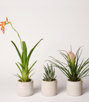 indoor Plants Set - Tillandsia Bromeliads and Haworthia