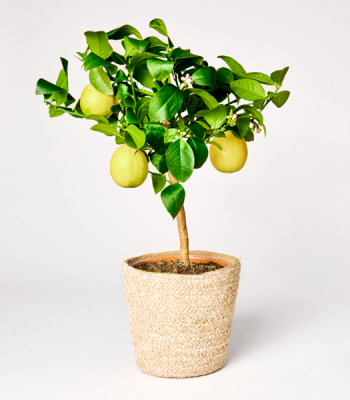 Lemon Tree