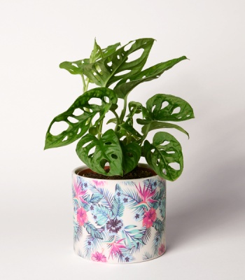 Monstera Plant Pot