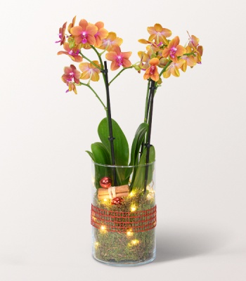 Orange Orchid in Glass